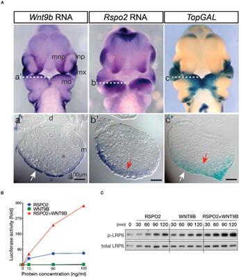 Canonical WNT/β-Catenin Signaling Activated by WNT9b and RSPO2 Cooperation Regulates Facial Morphogenesis in Mice